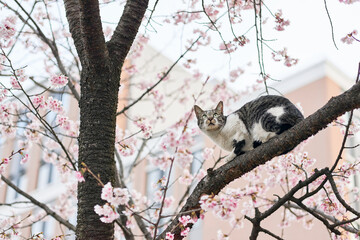 桜の木に登っている猫