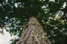 Closeup Of Moss On Tree Bark