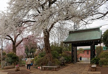 Wall Mural - Scenic view of a woman walking her dog under a beautiful cherry blossom tree ( Sakura) beside a traditional Japanese wooden gate with a tiled roof, in majestic Myoho-ji Buddhist Temple in Tokyo, Japan