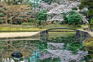 Wall Mural - Spring scenery of a Sakura cherry blossom tree blooming by a stone bridge and reflected in the peaceful water of a pond in Koishikawa Korakuen, a famous Japanese garden in Tokyo, Japan