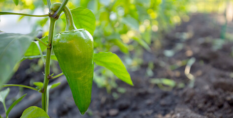 Wall Mural - Sweet green pepper growing in the vegetable garden. Ripe bell pepper in the garden. Ripening bell peppers on a garden bed close-up. Cultivation of vegetables.