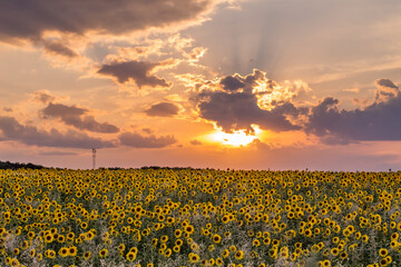 Papier Peint - Summer landscape: beauty sunset over sunflowers field. Panoramic views