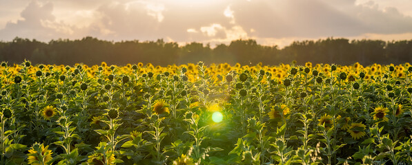 Fotomurales - Summer landscape: beauty sunset over sunflowers field. Panoramic views