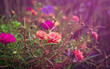 Soft focus, beautiful multicolored Portulaca grandiflora background with morning light with vintage tone composition.