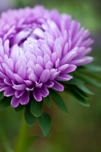 Purple Callistephus Or Aster Flower In Close Up