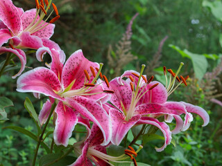 Blooming pastel pink lily flower closeup, green leaves