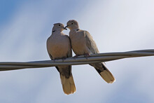 Pair Of Collared Mourning Doves Latin Streptopelia Deaocto Male And Female Perched On A Wire Preening Each Other In Italy Pigeon Columbidae Family