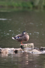 Blue-winged Teal Duck Perched On A Rock In A Lake
