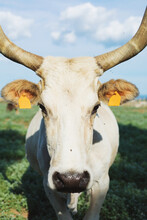 Portrait Of Horny Maremmana Cow Looking At The Camera With Some Flies Around Her