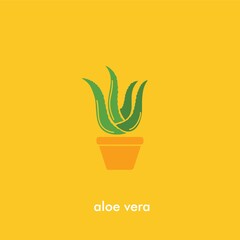 Poster - aloe vera plant