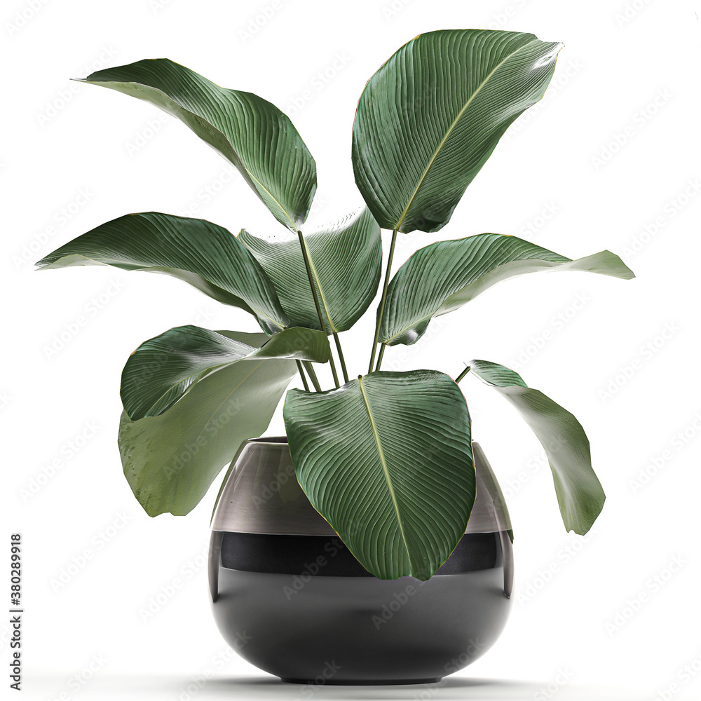 tropical plants Calathea lutea in a black pot on a white background - obrazy, fototapety, plakaty 