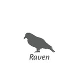 Fototapeta Młodzieżowe - Silhouette of a raven