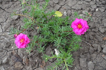 Two double pink flowers of Portulaca grandiflora in July