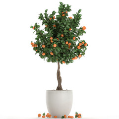 Wall Mural - orange Tree with Fruit