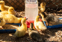 Muscovy Ducklings Eating Feed And Drinking Water