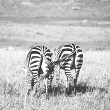 Couple Of Zebras