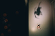 © Jovo Jovanovic/Stocksy - Big spider on his web - night shoot
