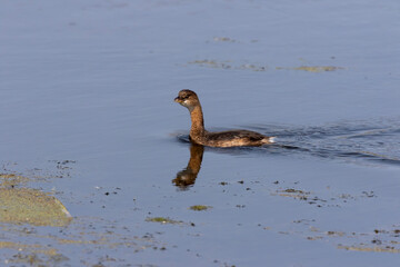 Wall Mural - The Pied-billed Grebe on the lake