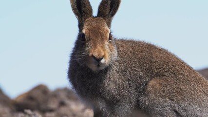 Wall Mural - the hare sits on the stones and looks at the camera.