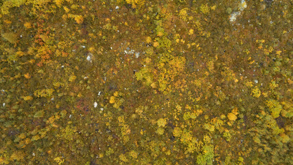 Wall Mural - Top down autumn wood. Aerial top view of autumn forest with colorful trees. Trees with bright yellow foliage. Yellow and orange  autumn trees in forest. Nature beautiful background. 