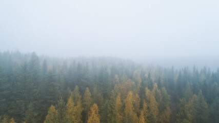 Wall Mural - Spruce forest trees on the mountain hills. Morning fog at beautiful autumn forest.