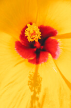 Bright Yellow Hibiscus Flower; Macro Floral Background