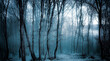 dark misty forest panorama fantasy halloween landscape