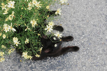 Black Cat Sitting Next To Yellow Flowers