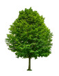 © Tetra Images - Green tree