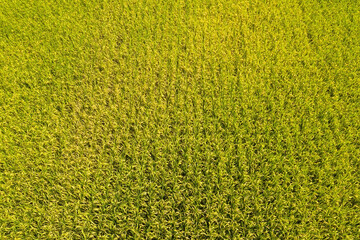 Wall Mural - aerial view of yellow rice farm