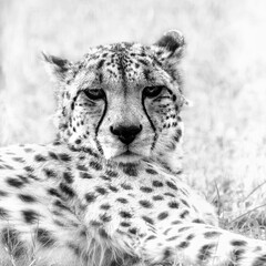 Wall Mural - Black and white close up portrait of an adult cheetah