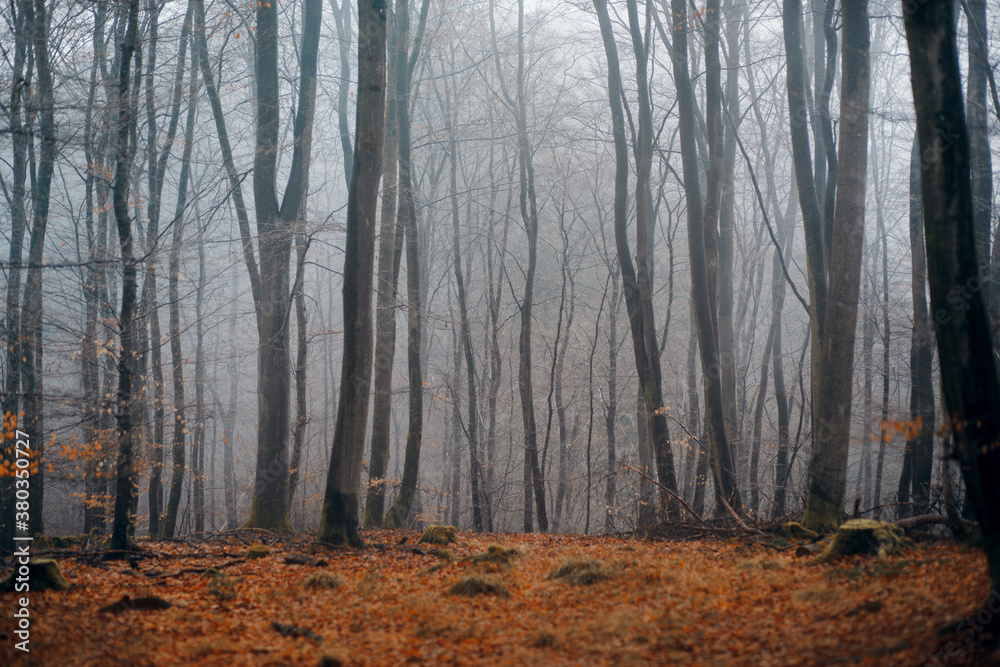 foggy forest in autumn. Landscape with woods, leaf fall - obrazy, fototapety, plakaty 