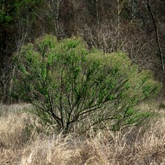 Wall Mural - Green Bush in a Field of Dry Grass