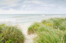 Sandy Beach Overgrown With Marram Grass