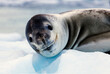 © Tetra Images - Portrait of seal