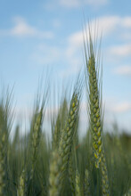 Wheat In Field