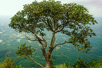 Wall Mural - A beautiful tree on Mountain Cliff