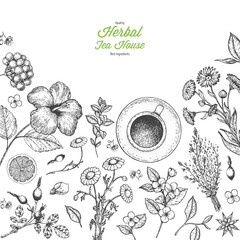 Herbal Tea shop vector illustration. Vector design with herbal tea ingredients. Hand drawn sketch collection. Engraved style.