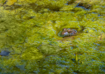 Green frog peeks out of green algae bloom in a pond
