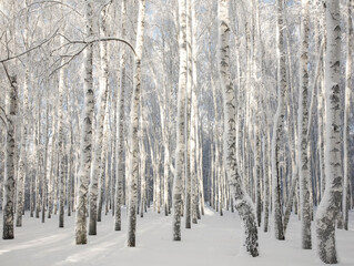 Fototapete - Winter sunny birch forest with snowy trees