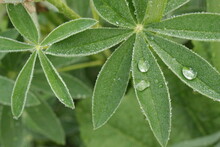
Water Drops Remain On Green Lupine Leaves After A Summer Rain
