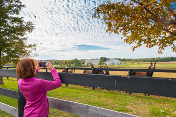 Wall Mural - Woman taking picture of countryside view with horses in autumn season.