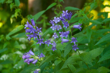 Wall Mural - bluebell