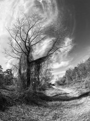 Poster - Died Tree - Blue Sky - Trail B&W