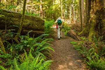 one man hiking through an old growth douglas fir forest on he oregon coast trail near cape perpetua