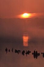 Morning Sunrise Silhouette Double-crested Cormorants (phalacrocorax Aurites) On Wharf Pilings