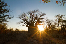 Giant Baobab Tree At Sunrise Or Sunset With Sunlight Streaming Through Branches In African Landscape Of Mapungubwe South Africa