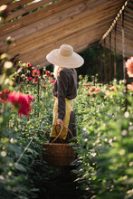 Very Nice Young Woman In A Brown Dress With A Yellow Apron And A Hat, Standing Among The Dahlia Fields In A Greenhouse With A Wicker Basket, Ready To Harvest The Flowers 