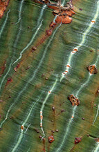 Closeup Macro Of Bark Of Exotic Maple At An Arboretum