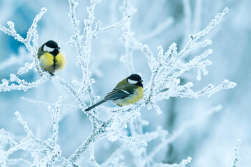 Wall Mural - two titmice birds perch on branches covered in white snow in the winter Christmas garden